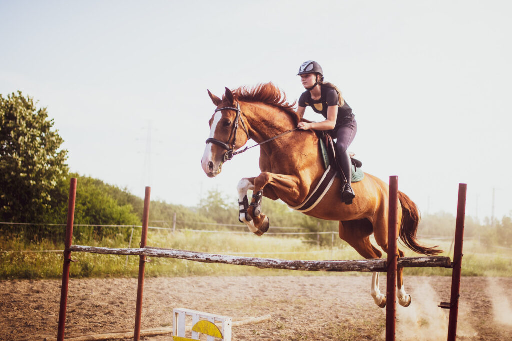 Equestrian jumper